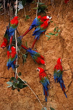 Green winged macaws feeding on minerals at river bank, Amazonia, Peru, 