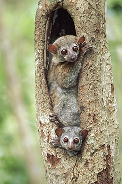 Milne Edward's sportive lemurs, Ampijora forest station, Madagascar