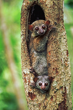 Milne Edward's Sportive Lemur {Lepilemur edwardsi} mother & young, Madagascar