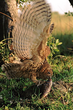 Pel's fishing owl eating fish, Okavango Delta, Botswana, Africa, 