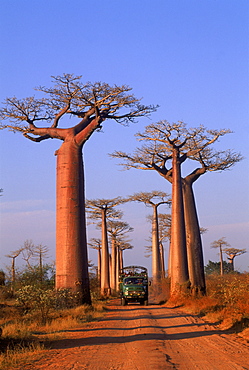 Baobab trees along road {Adansonia grandidieri} Morondava, Madagascar