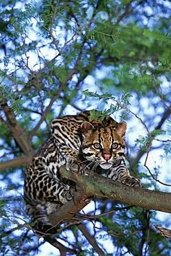 Ocelot in tree {Felis pardalis} Native to South America