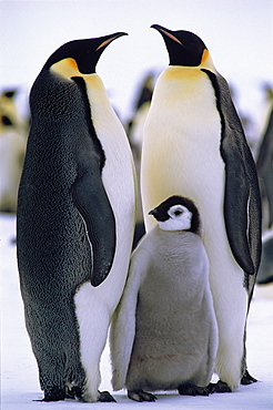 Emperor Penguin (Aptenodytes forsteri) parents with chick, Weddell Sea, Antarctica, 