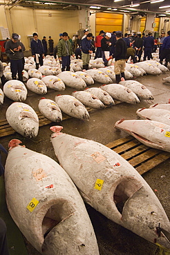 Tuna fish being auctioned, Tsukiji fish market, Tsukiji, Tokyo, Japan, Asia