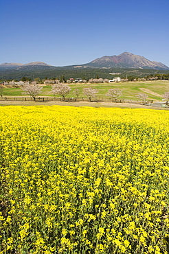 Field of yellow rape seed flowers and cherry trees beyond, Takachiho Farm, Kirishima National Park, Kagoshima prefecture, Kyushu, Japan, Asia