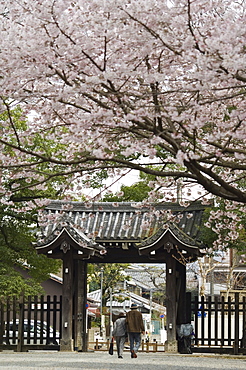 Old couple walking through gate under spring cherry tree blossom, Kyoto, Japa, Asia