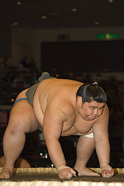 Sumo wrestler competing, Grand Taikai Sumo Wrestling Tournament, Kokugikan Hall Stadium, Ryogoku district, Tokyo, Japan, Asia