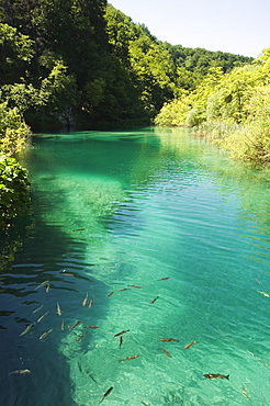 Small fish in turquoise lake, Plitvice Lakes National Park, UNESCO World Heritage Site, Croatia, Europe