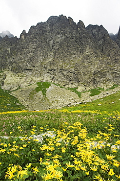 Mountain scenery and summer flowers in hiking area, High Tatras Mountains (Vyoske Tatry), Tatra National Park, Slovakia, Europe