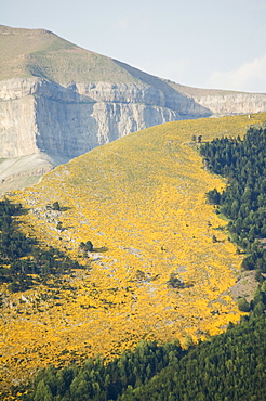 Summer flowers, Ordesa y Monte Perdido National Park, Aragon, Spain, Europe