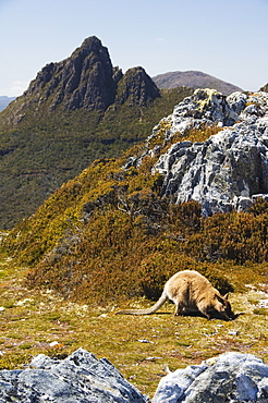 Peaks of Cradle Mountain, 1545m, and wallaby feeding on shrubs on the Overland Track, Cradle Mountain Lake St. Clair National Park, part of Tasmanian Wilderness, UNESCO World Heritage Site, Tasmania, Australia, Pacific