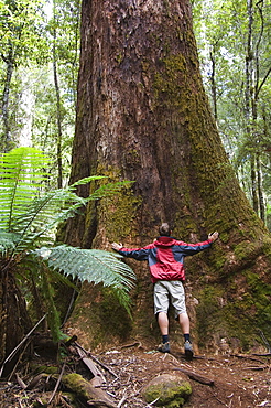 Hiker on the Tall Trees Walk dwarfed by huge trees, Mount Fields National Park, Tasmania, Australia, Pacific