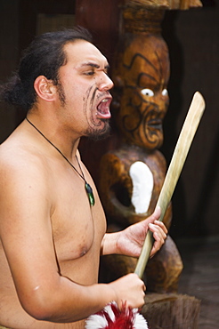 A Maori welcoming ceremony performed at a Cultural Show at the Tamaki Experience, Rotorua, Taupo Volcanic Zone, North Island, New Zealand, Pacific