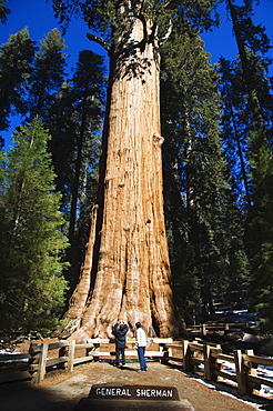 Tourists dwarfed by the General Sherman Sequoia Tree, largest in the world by volume, Sequoia National Park, California, United States of America, North America