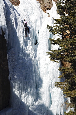 Ice climbing at Ice Park, Box Canyon, climbing capital of America, Ouray, Colorado, United States of America, North America