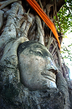 Buddha face in tree roots, Wat Mahathat, Ayutthaya, UNESCO World Heritage site, Thailand, Southeast Asia, Asia