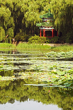 A pavilion among lily pads on a lake at Yuanmingyuan (Old Summer Palace), Beijing, China, Asia