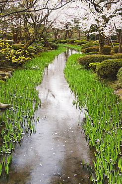 Cherry blossom in Kenrokuen Garden, Kanazawa, Honshu Island, Japan, Asia