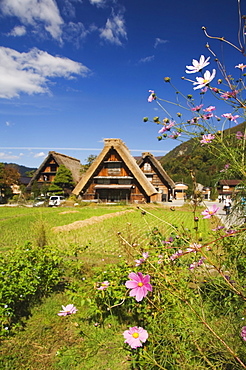 Cosmos flowers at the UNESCO World Heritage Site of Gassho Zukkuri (Thatched Gable Roof Houses), Shirakawago District, Ogi Town, Gifu Prefecture, Honshu Island, Japan, Asia