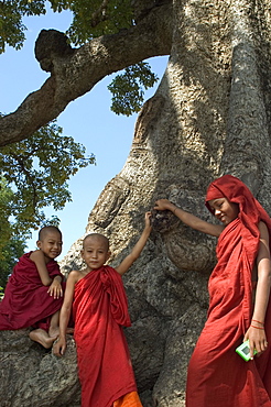 Trainee monks in tree, Mingun, Mandalay district, Myanmar (Burma), Asia