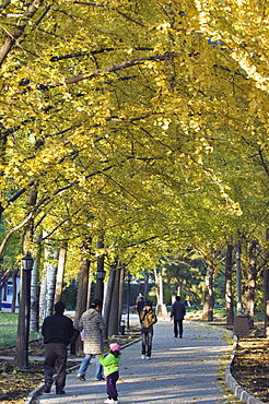 People walking under an avenue of autumn coloured trees in Ritan Park, Beijing, China, Asia