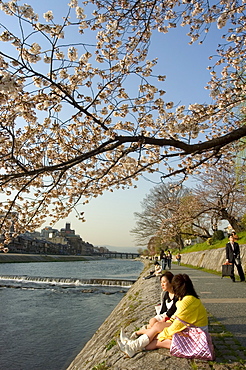 Girls sitting on banks of Kamogawa river watching cherry blossoms, Kyoto city, Honshu island, Japan, Asia