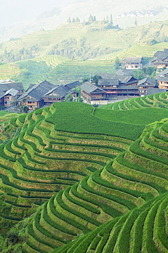 Dragons Backbone rice terraces, Longsheng, Guangxi Province, China, Asia