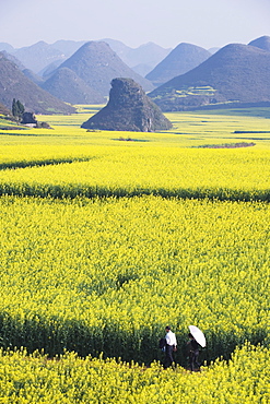 A couple walking through fields of rapeseed flowers in bloom in Luoping, Yunnan Province, China, Asia