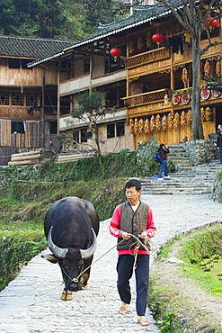 Farmer walking with his water buffalo, Langde village, Guizhou Province, China, Asia