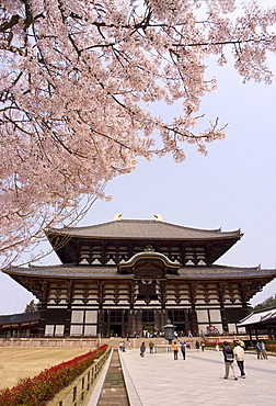 Cherry blossoms, The Great Buddha Hall, Todaiji temple, Nara, UNESCO World Heritage Site, Honshu island, Japan, Asia