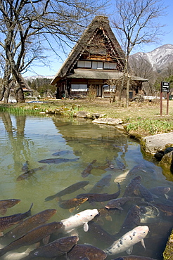 Koi carp, reflection of gasshou zukuri thatched roof houses, Shirokawago, Ogimachi, Gifu prefecture, Honshu island, Japan, Asia