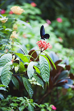 Butterfly Park, Kuala Lumpur, Malaysia, Southeast Asia, Asia