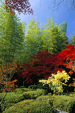 Autumn maples, Tenryu-ji (temple), Arashiyama, Kyoto, Japan, Asia