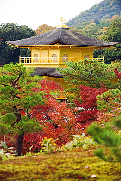 Autumn colour leaves, Golden Temple, Kinkaku ji (Kinkakuji), dating from 1397, Kyoto, Japan, Asia