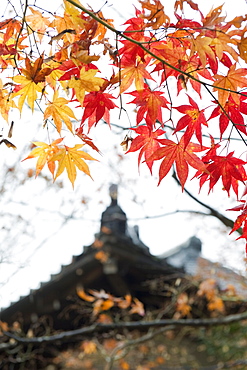 Autumn maple leaves at the 16th century Jojakko ji (Jojakkoji) Temple, Arashiyama Sagano area, Kyoto, Japan, Asia