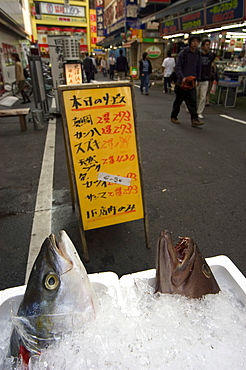 Fish restaurant, Shinjuku, Tokyo, Honshu, Japan, Asia