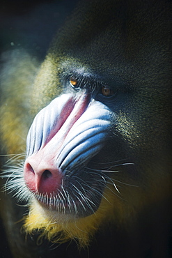 Madril (Mandrillus Sphinx), Zoologico de Chapultepec (City Zoo), District Federal, Mexico City, Mexico, North America