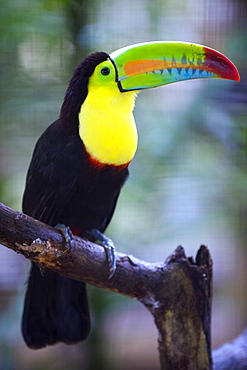 Keel-billed Toucan (Ramphastos sulfuratus), Summit Botanical Gardens and Zoo, Panama City, Panama, Central America