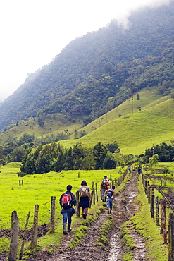 Hiking in Cocora Valley, Salento, Colombia, South America