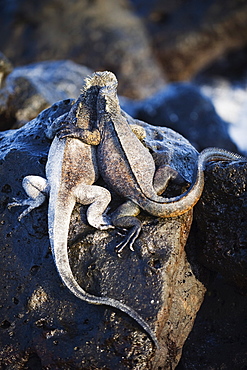 Marine Iguana (Amblyrhynchus cristatus), Turtle Bay, Isla Santa Cruz, Galapagos Islands, UNESCO World Heritage Site, Ecuador, South America