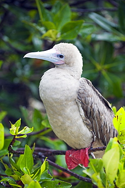 Red footed booby (Sula sula), Isla Genovesa, Galapagos Islands, UNESCO World Heritage Site, Ecuador, South America