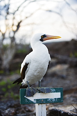 Blue footed booby (Sula nebouxi), Isla Genovesa, Galapagos Islands, UNESCO World Heritage Site, Ecuador, South America