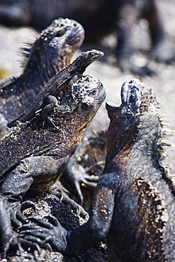 Marine iguanas (Amblyrhynchus cristatus), Isla Isabela, Galapagos Islands, UNESCO World Heritage Site, Ecuador, South America