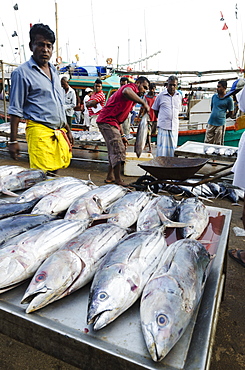 Mirisa, Southern Province, Sri Lanka, Asia