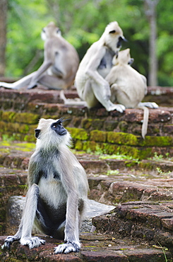 Tufted grey langurs (Semnopithecus priam), Polonnaruwa, North Central Province, Sri Lanka, Asia