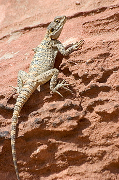 Desert lizard, Petra, Wadi Musa (Mousa), Jordan, Middle East