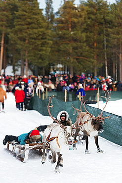 Sami people at winter festival, reindeer race, Jokkmokk, Lapland, Arctic Circle, Sweden, Scandinavia, Europe