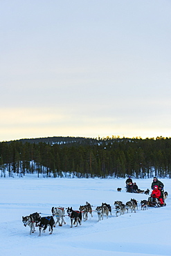 Dog sledding, Jokkmokk, Lapland, Arctic Circle, Sweden, Scandinavia, Europe