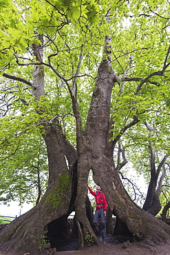 A 2000 year old Platan tree, independent Armenian enclave officially within Azerbaijan, Nagorno-Karabakh, Armenia, Caucasus, Central Asia, Asia