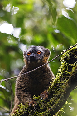 Red-fronted brown lemur (Eulemur rufifrons), Ranomafana National Park, central area, Madagascar, Africa